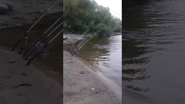 сом на небольшой реке смотреть онлайн