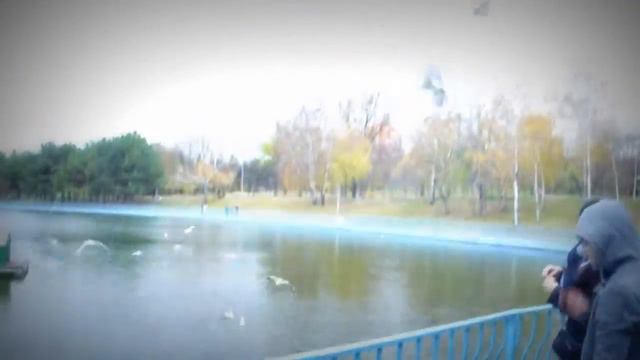 Чайки в парке Победы смотреть онлайн