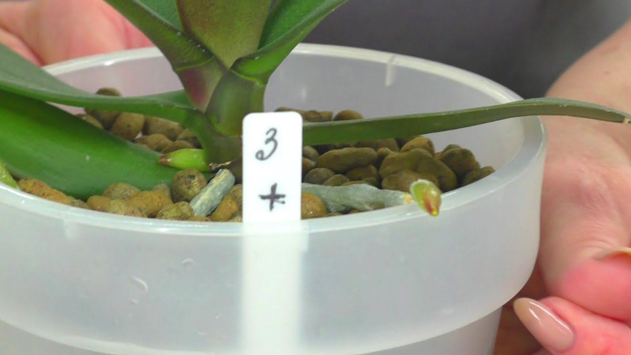 Растут уценённые орхидеи, после пересадки в керамзит? Эксперимент продолжается...