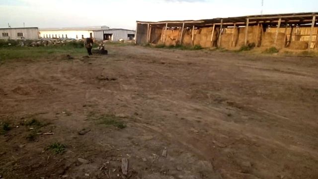 Туз, вятская лошадь смотреть онлайн