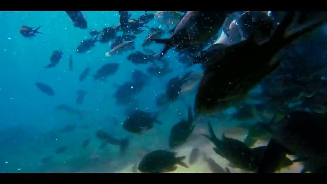 Кипр.Дайвинг.Рыбки смотреть онлайн