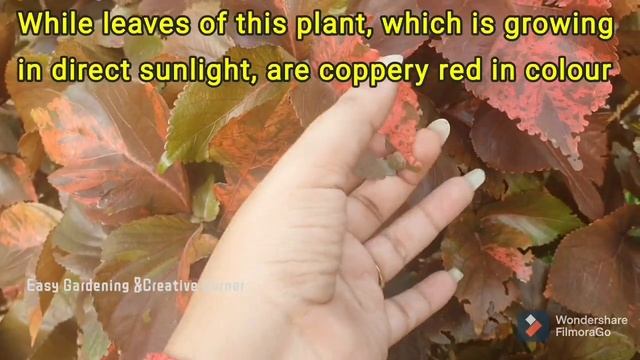 Care and Propagation of Copper Leaf plant/Acalypha /Khalifa plant// Red leaf Ornamental plant смотреть онлайн