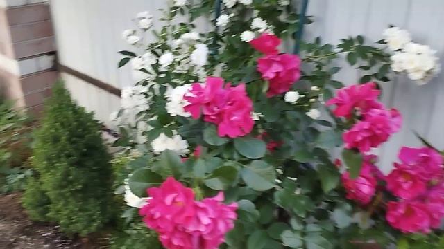 Роза Гирлянд амур смотреть онлайн