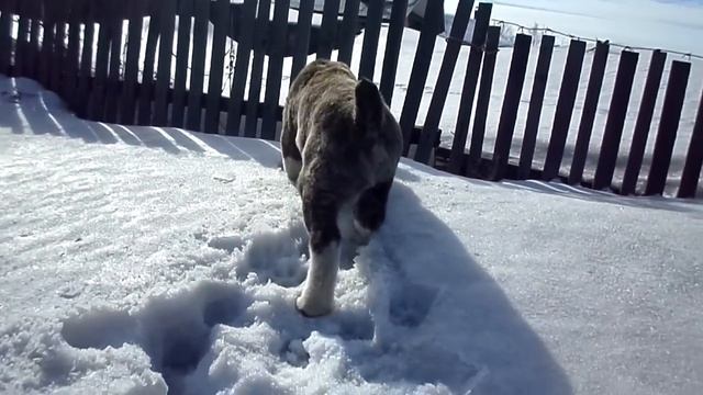 волкодав Тайсон 2 месяца смотреть онлайн
