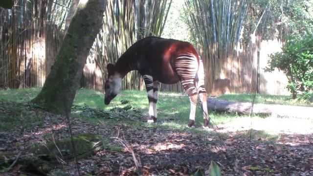 OKAPI - Animal Minute смотреть онлайн