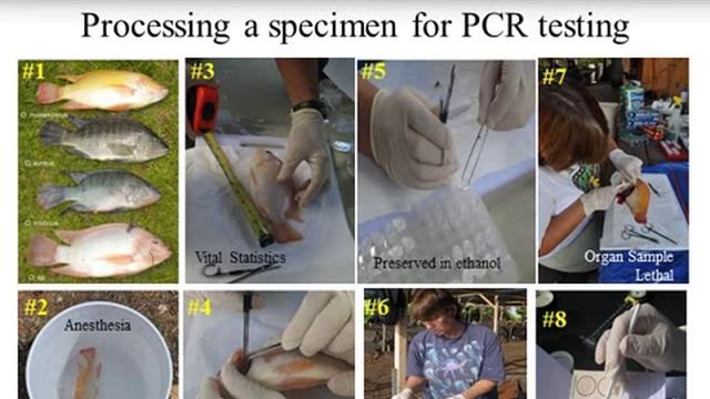 Regional Aquaculture Biosecurity: Year 2 Final Report смотреть онлайн