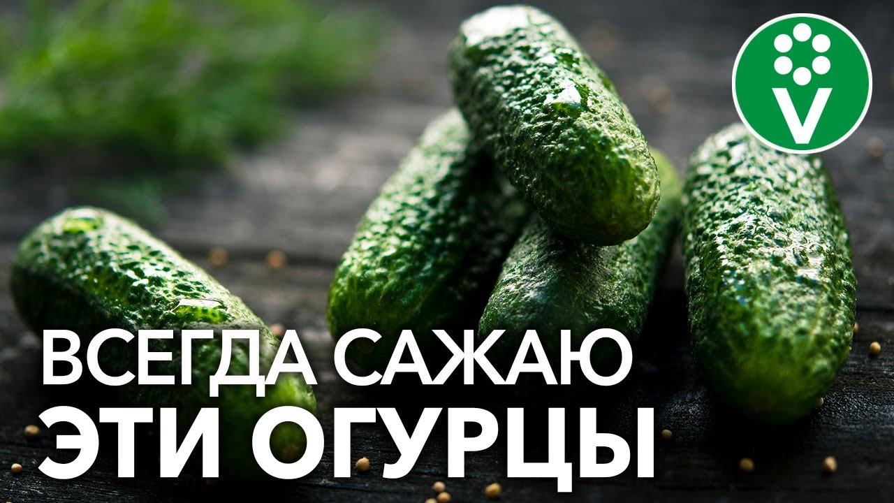 Какие ОГУРЦЫ САМЫЕ УРОЖАЙНЫЕ, а какие самые вкусные?