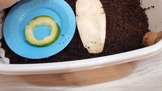 УЛИТКИ РАСТУТ / КАКОЙ ВИД УЛИТКИ? #АФРИКАНСКАЯУЛИТКА #АХАТИНА #УЛИТКА