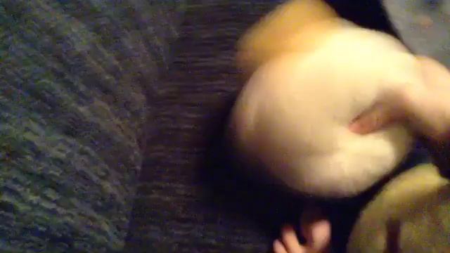 Angry birds toons episode 47 oh gnome! смотреть онлайн