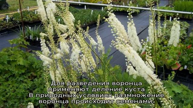 Воронец растение: описание, сорта, свойства смотреть онлайн