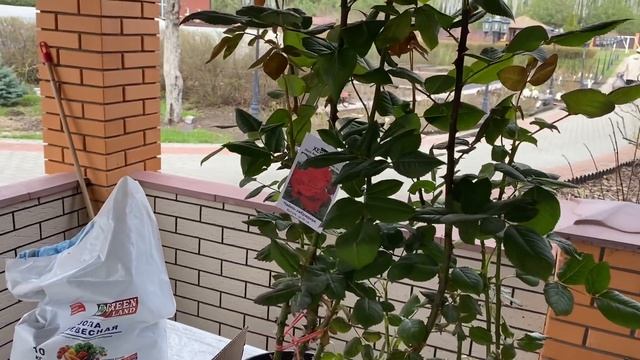 Розы. Меня нельзя допускать к розам. О посадке роз в горшках и ... ??? смотреть онлайн