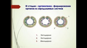 Биология, 9 класс. Индивидуальное развитие организмов. Людмила Ивановна. Profi-Teacher.ru