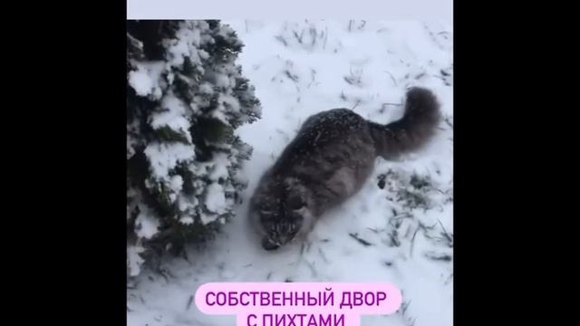 Мейн-кун ? Как определить родословную вашего кота? смотреть онлайн