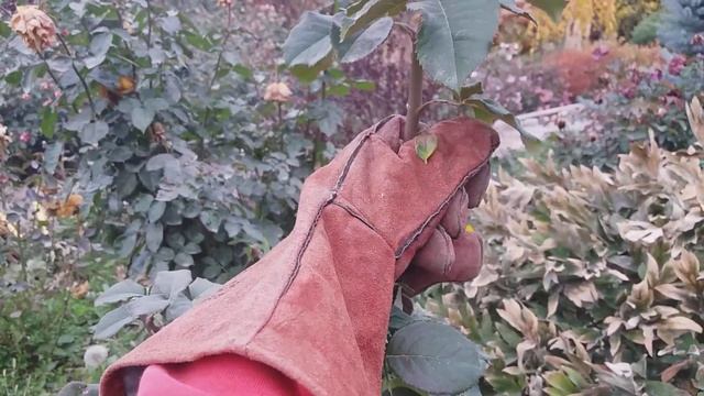 Перчатки сварочные для обрезки роз и барбарисов смотреть онлайн