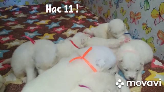 Малыши Самоеды Нас 11 щенков 20 дней