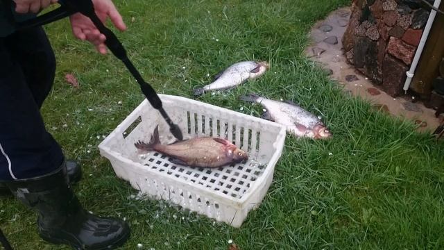 40 секунд и лещ почищен