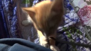 Прошивка Lenovo A319 для начинающих