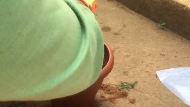 Best Air purifier Plant peace Lily ಬೆಳೆಯುವುದು ಹೇಗೆ смотреть онлайн