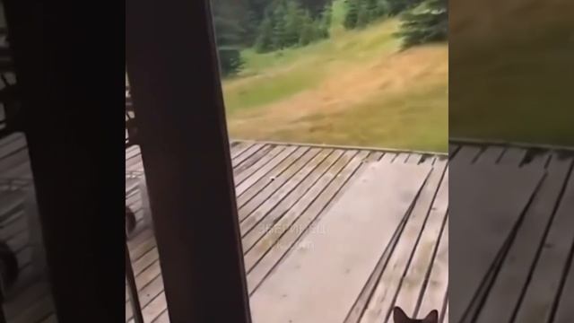 Вот настоящий царь зверей!) смотреть онлайн