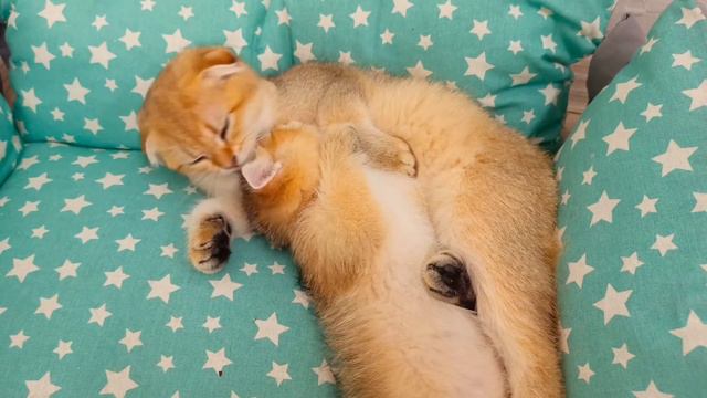 Scottish cats lick each other | Scottish fold - Scottish straight смотреть онлайн