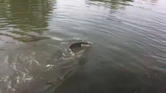 Рыбалка 2018 в Тульской области.Щука 3.5Кг.18+ смотреть онлайн