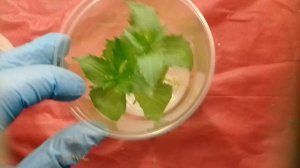 Черенкуем мимулюс зимой. Как быстро размножить мимулюс дома ?.