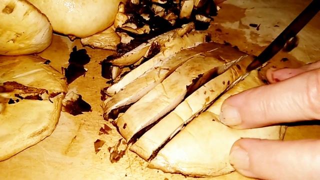 ШАМПИНЬОН КРИВОЙ.Agaricus abruptibulbus.Описание, съедобность, полезные свойства. смотреть онлайн