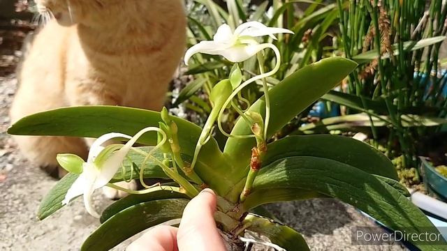 Angraecum Leonis アングレカム・レオニス