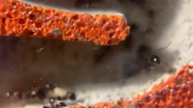 Мессор минор (Messor minor) переселены в пористый формикарий. смотреть онлайн