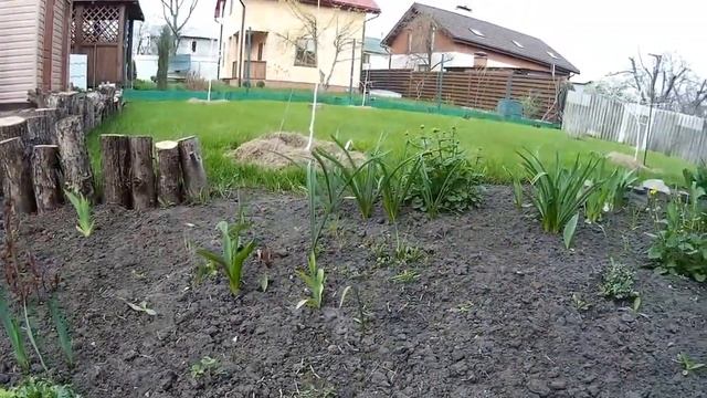 ЗАЦВЕЛИ ПЕРВЫЕ НАРЦИССЫ смотреть онлайн