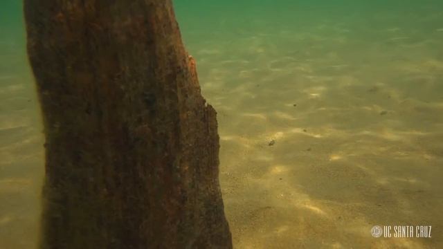 Ecosystems of California: Lake Tahoe смотреть онлайн