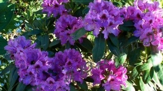 РОДОДЕНДРОН-ПОДАРОК С РАЗМАХОМ смотреть онлайн