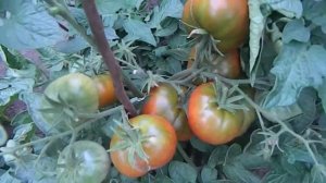 Томат Смех Кукабары гном. Часть 3.