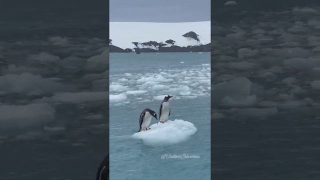 Penguins swim past Antarctica. смотреть онлайн