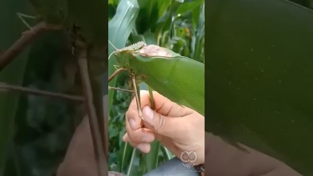 Это не саранча, а гигантский кузнечик, который проживает в тропических лесах Малайзии. смотреть онлайн
