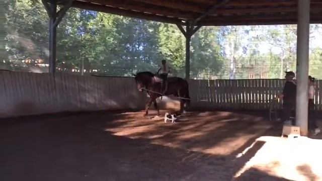 Horse for sale (мерин Белорусской упряжной породы) смотреть онлайн