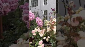 Quicksilver climbing rose