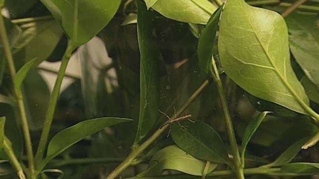 Teletubbies: Stick Insects - Full Episode смотреть онлайн