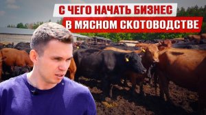 Бизнес на абердин-ангусах | Затраты и прибыль мясного животноводства | Содержание мясных бычков