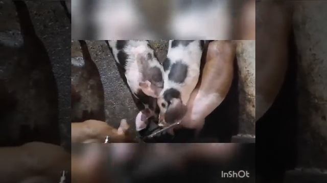 Сколько надо молока для свиней ? смотреть онлайн