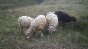 Наше маленькое стадо.  Как развести овец.