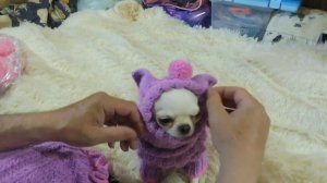 Костюмы для ЧИХУАХУА с канала СКБ 15/06/2022/ Подарки для Сонечки и Ляляши вязаная одежда для чихуа