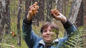 Сбор грибов.Собираем опята и грузди.