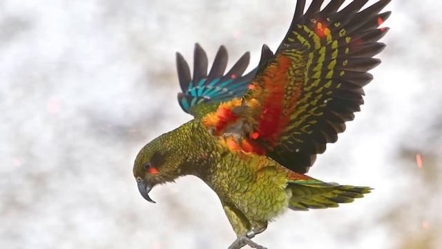 Этот Шакал Напал На Птицу! Вот Что Было Дальше.... смотреть онлайн