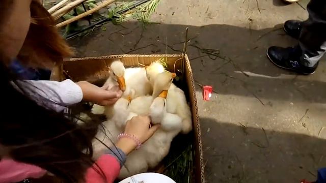 Буй 2016 Мама а у них клюв есть смотреть онлайн