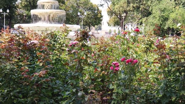 Фонтан и розы смотреть онлайн