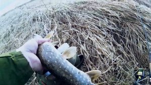 Ловля щуки весной на спиннинг  Рыбалка в Ленинградской области