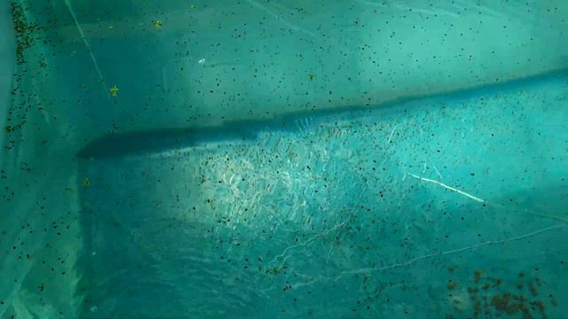 Запускаем первых обитателей в бассейн смотреть онлайн