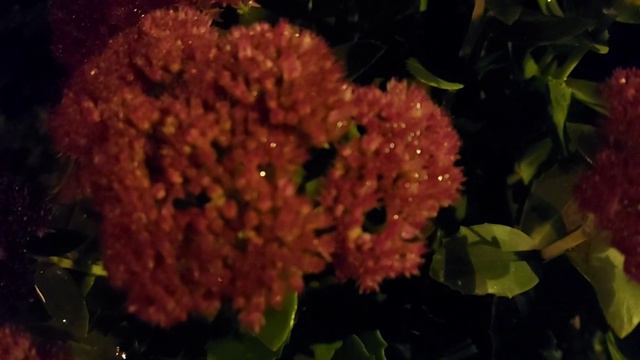 Beautiful Flower In 3 Degree Temperature ( красивые цветы при температуре 3 градуса)