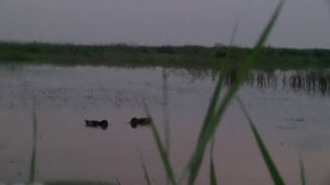 Открытие охоты 2015 "Ни пуха-ни пера" часть 1